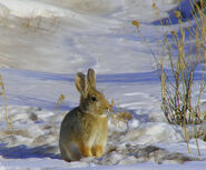 In winter, spotting rabbits is a loved activity for the Wildlife courses