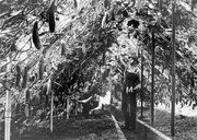 McGullan Farm 1910