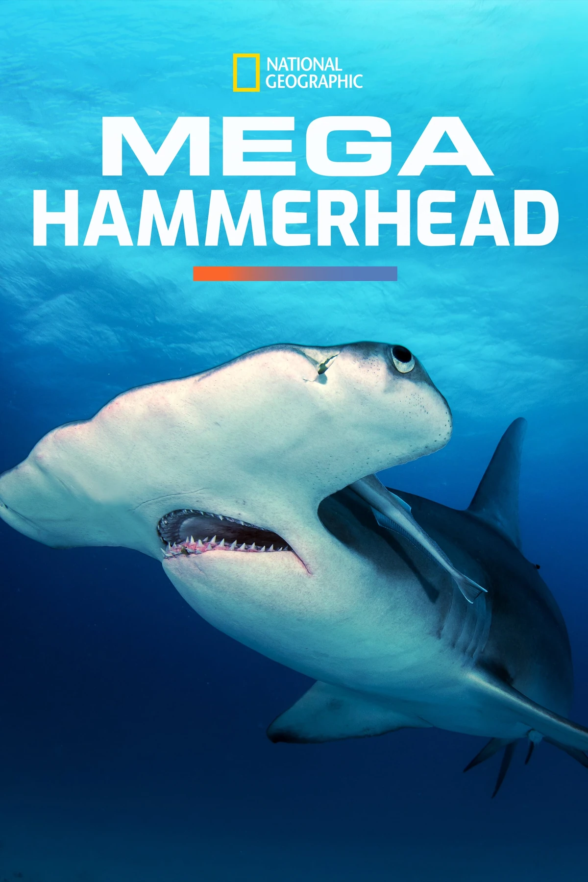 Mega Hammerhead | National Geographic (Worldwide) Wiki | Fandom