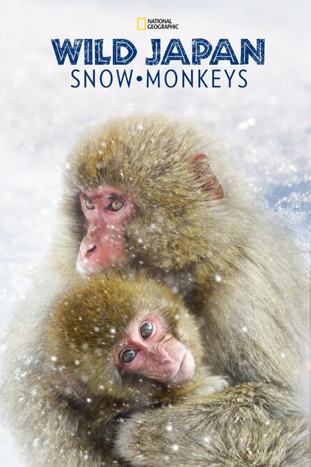 Wild Japan: Snow Monkeys | National Geographic (Worldwide) Wiki 