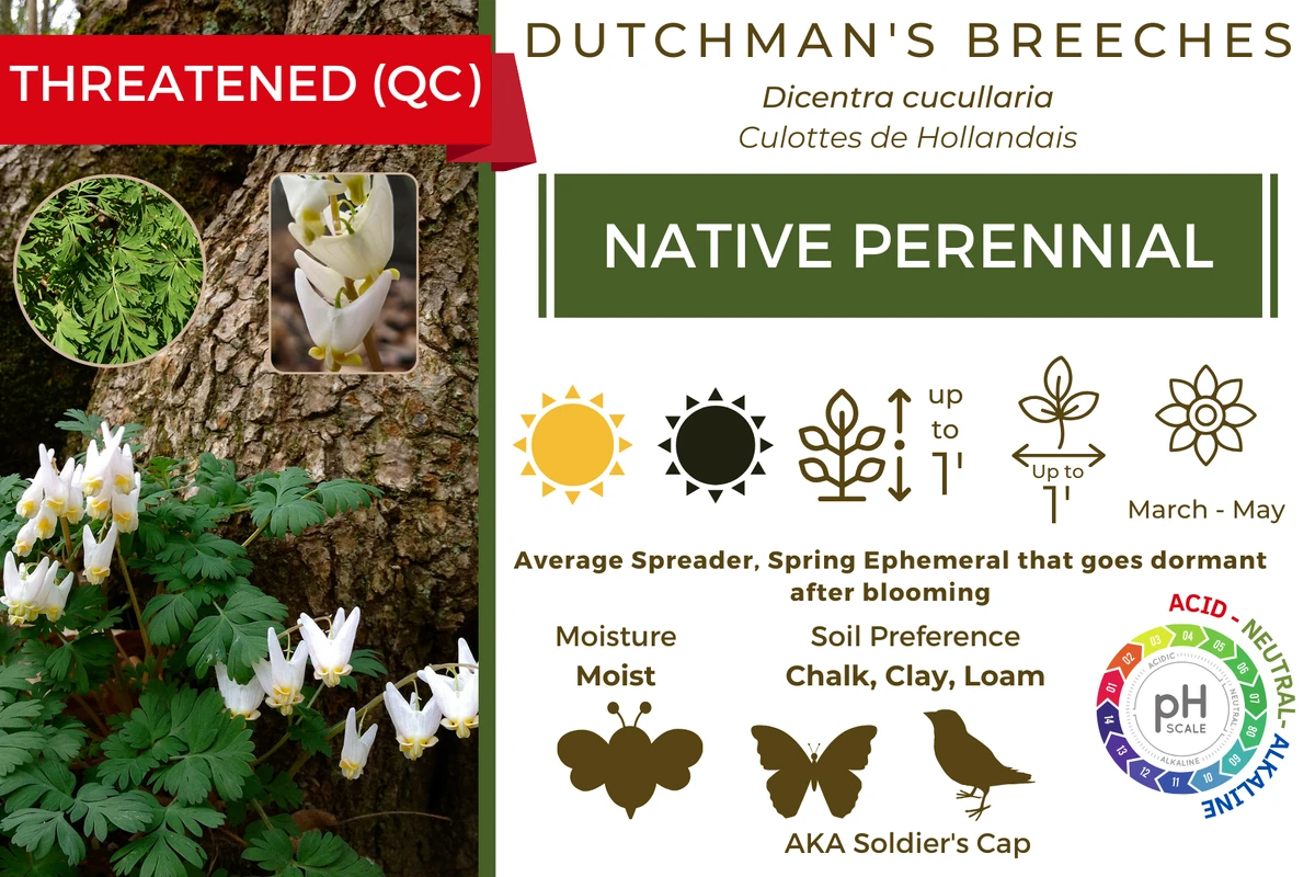 Dutchman's Breeches (Dicentra cucullaria) NativeOntarioPlants Wiki