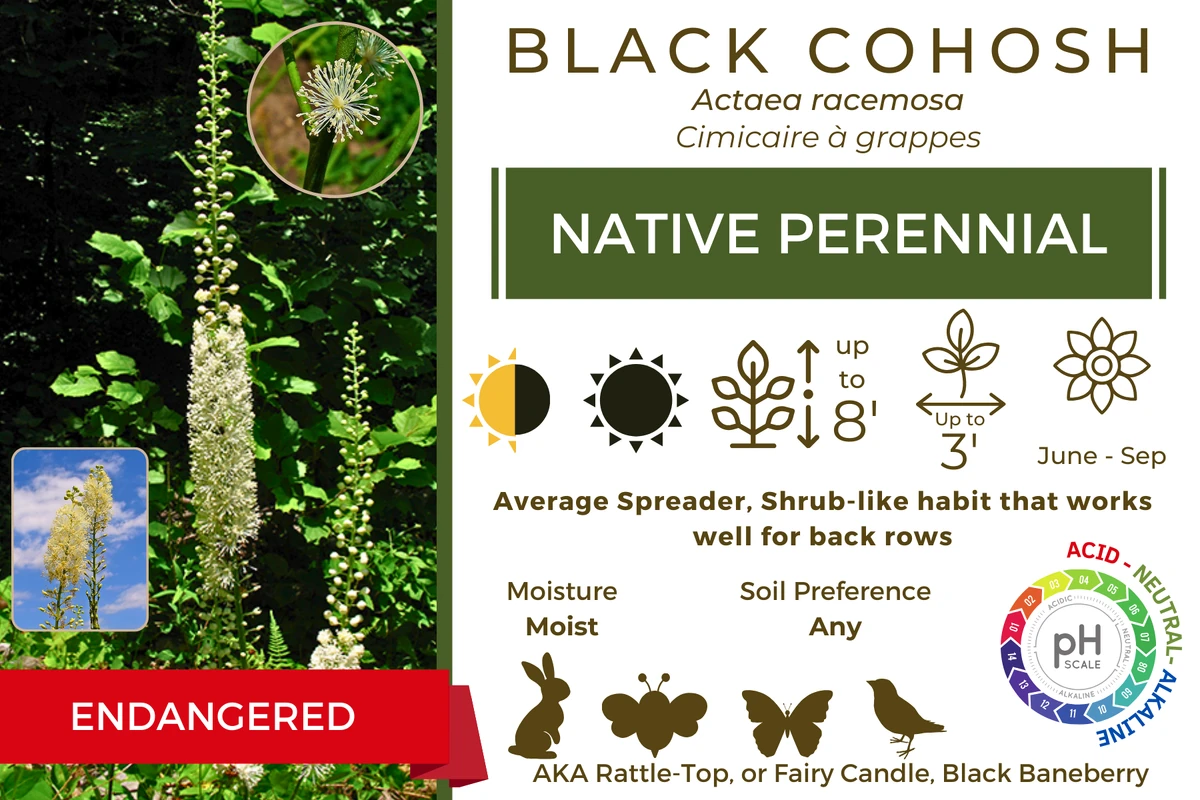 Black Cohosh (Actaea racemosa) NativeOntarioPlants Wiki Fandom