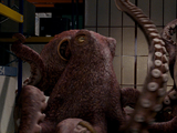 Gigantic Octopus