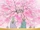 Miya/Gallery