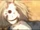 Hiiragi/Gallery