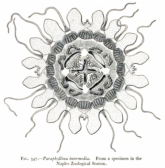 Парафиллина интермедиа | Фауна вики | Fandom