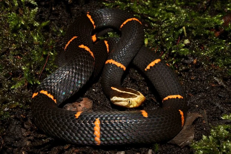 Бирманская гадюка-фея | Фауна вики | Fandom