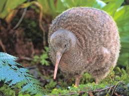 Kiwi bird | Natural Wiki | Fandom Kiwi bird | Natural Wiki | Fandom