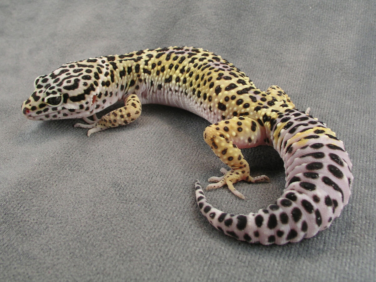 Gecko Natural Wiki Fandom