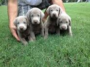 Silver labs