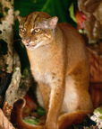 Gato de Borneo