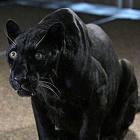 Were-Animals | Natural Instincts RPG Wiki | Fandom Were-Animals | Natural Instincts RPG Wiki | Fandom
