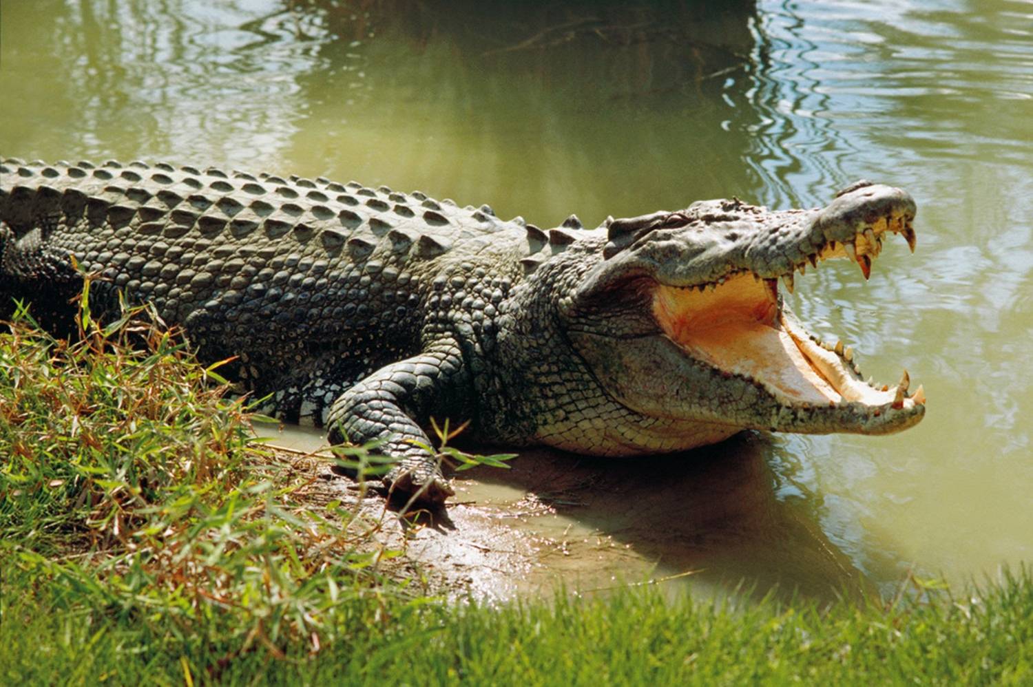 Крокодил картинка