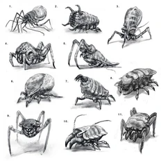 Babblers sketches 800x800.jpg (118 KB) Babbler Concepts