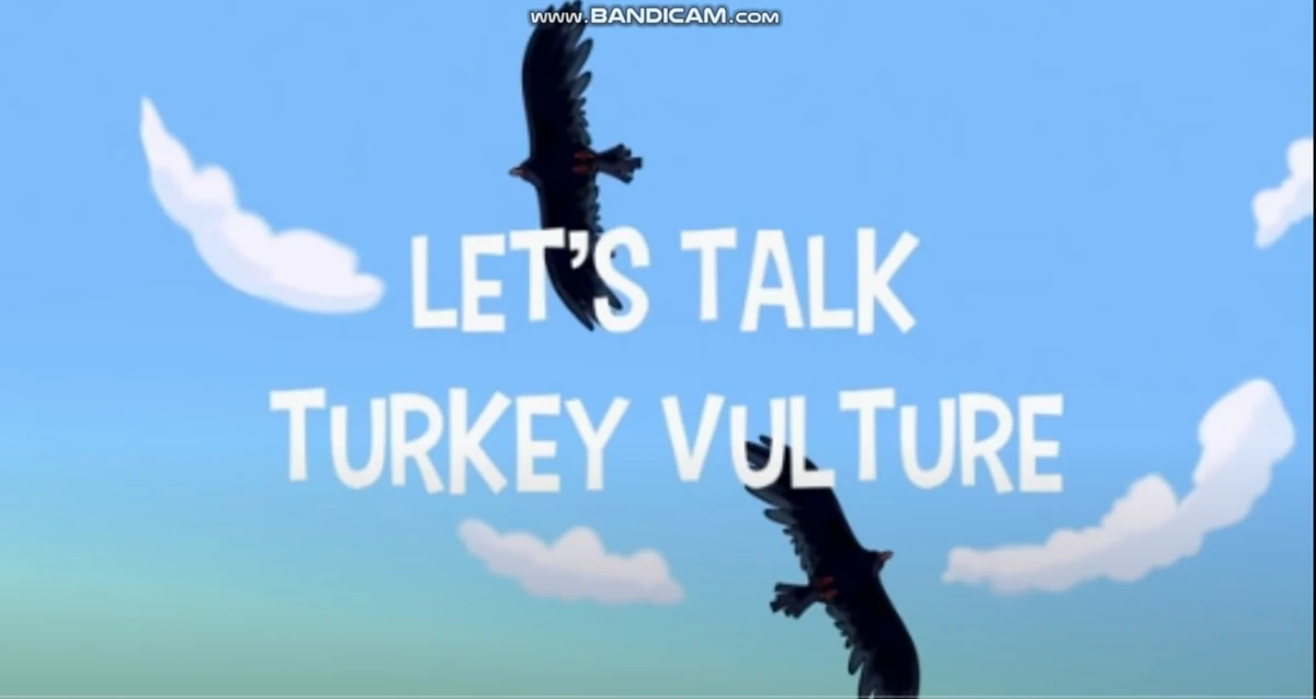 Let's Talk Turkey Vulture Nature Cat Wikia Fandom