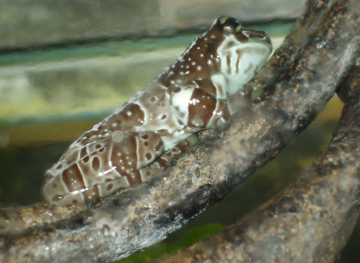 Tree frog | Nature Wiki | Fandom