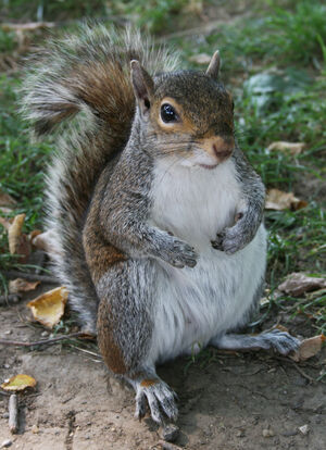 Common Squirrel