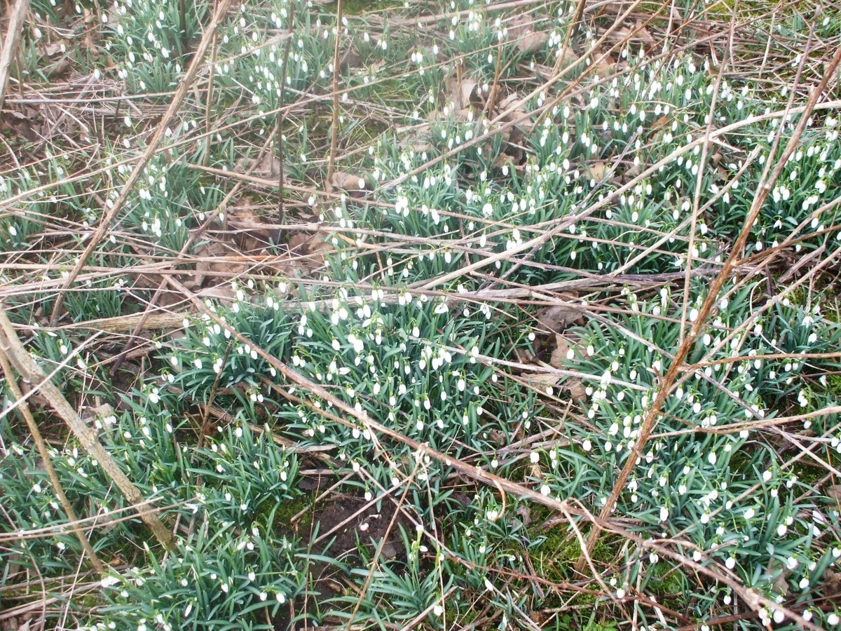 Flowering plant Nature Wiki Fandom