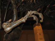 Tyrannosaurus (arm)