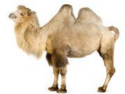 Camel on white 2560x1920-Wallpaper