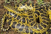 Yellow Anaconda