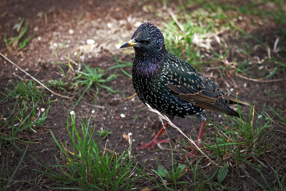 Common Starling | Nature of the World Wiki | Fandom