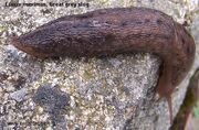 Garden Grey Slug