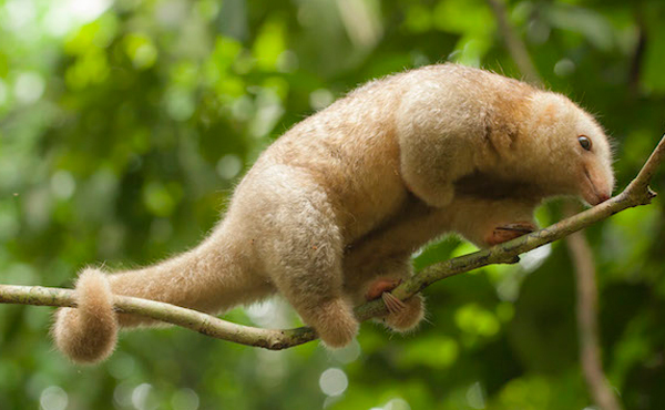 pygmy anteater