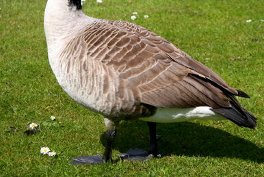 Canada goose - Wikipedia