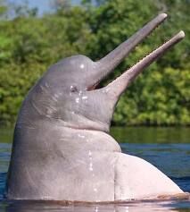 Amazon River Dolphin Nature Of The World Wiki Fandom