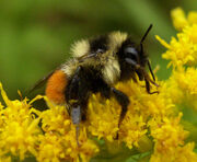 Orange-belted Bumblebee