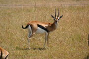 Thomson's gazelle