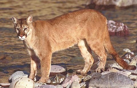 Cougar | Nature of the World Wiki | Fandom Cougar | Nature of the World Wiki | Fandom