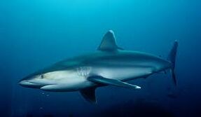 Silvertip Shark