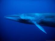 Sei Whale