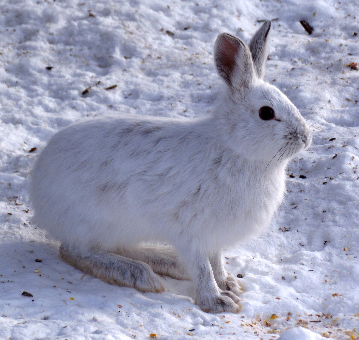 Snowshoe Hare | Nature of the World Wiki | Fandom