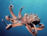 Octopus