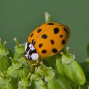 Asian lady beetle