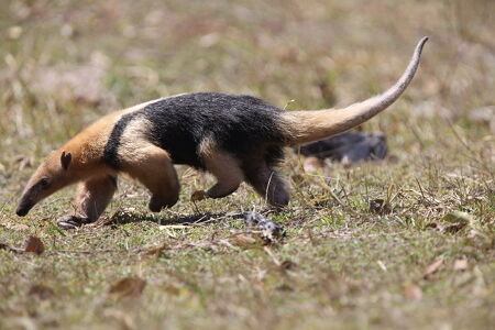 Southern Tamandua and Captain team up for a Super Intimidation