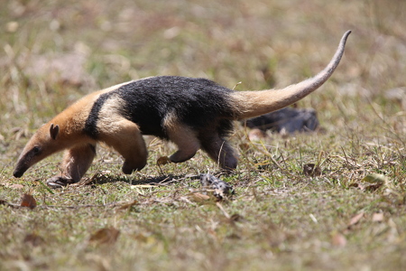 Southern tamandua - Wikipedia