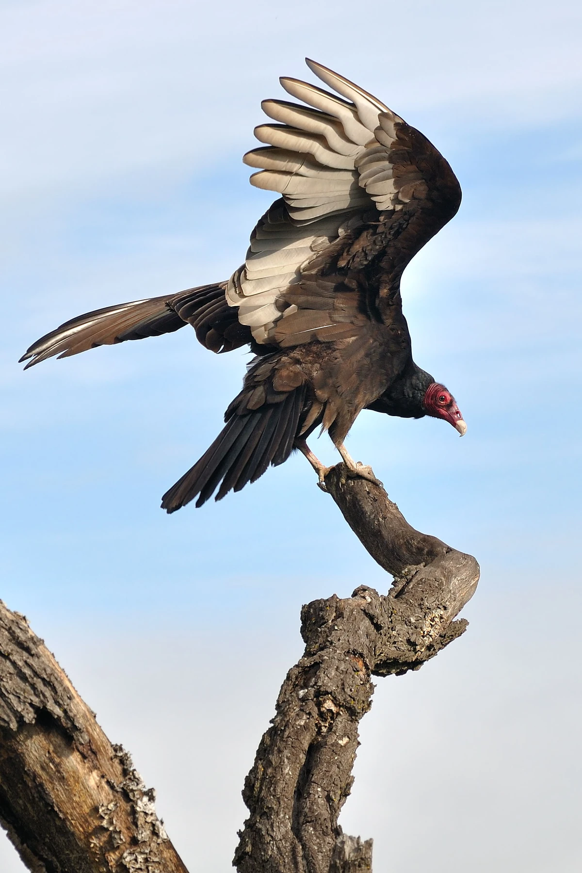 Turkey Vulture Nature of the World Wiki Fandom