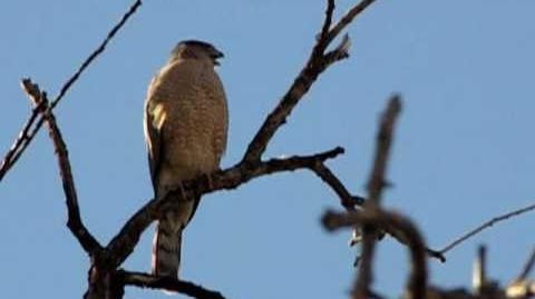 Cooper's_Hawk_Call