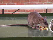 Gambian pouched rat