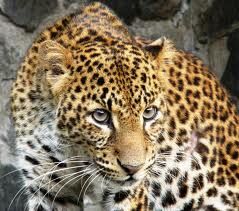 Javan Leopard, Nature of the World Wiki