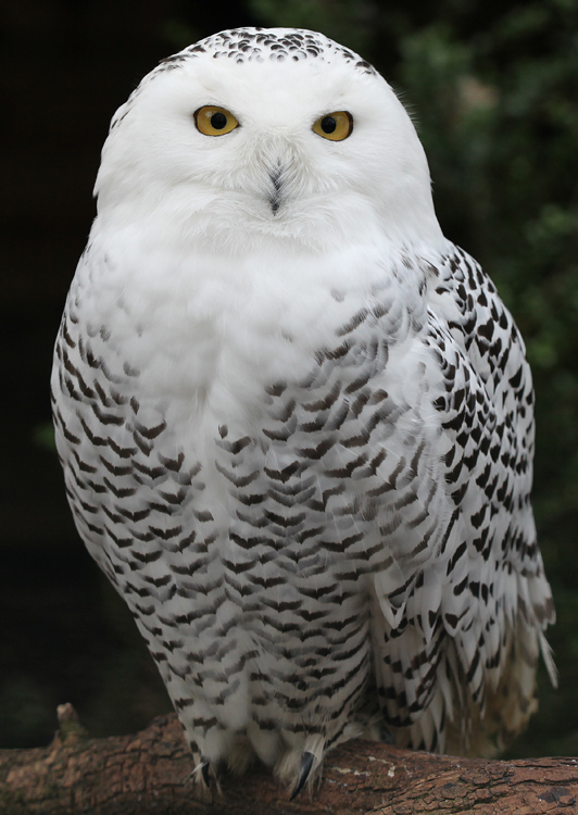 Snowy Owl | Nature of the World Wiki | Fandom