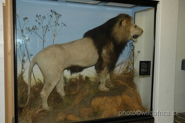 Lion | Nature of World Wiki |