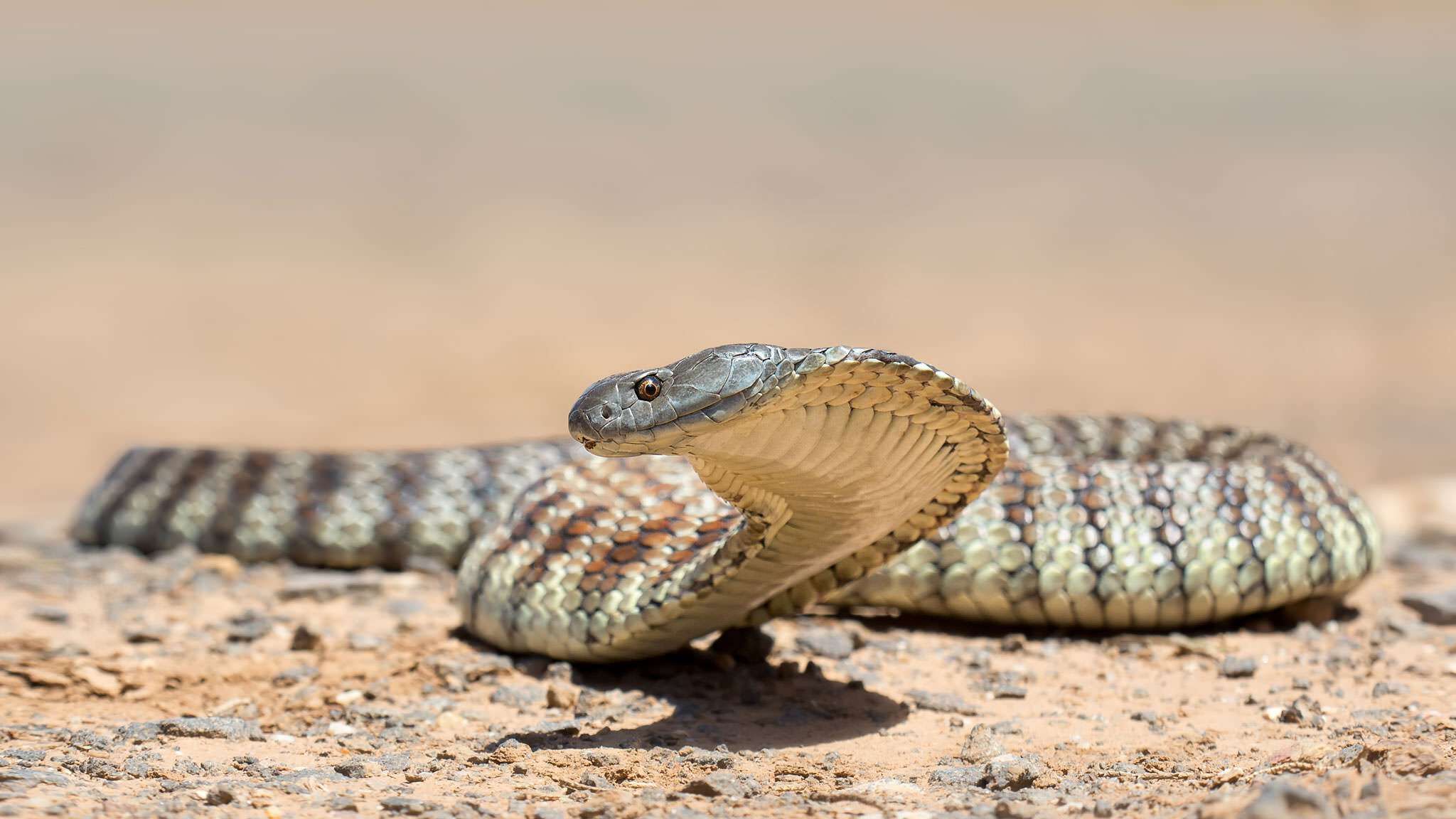 Tiger snake | Nature of the World Wiki | Fandom