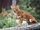 Dhole