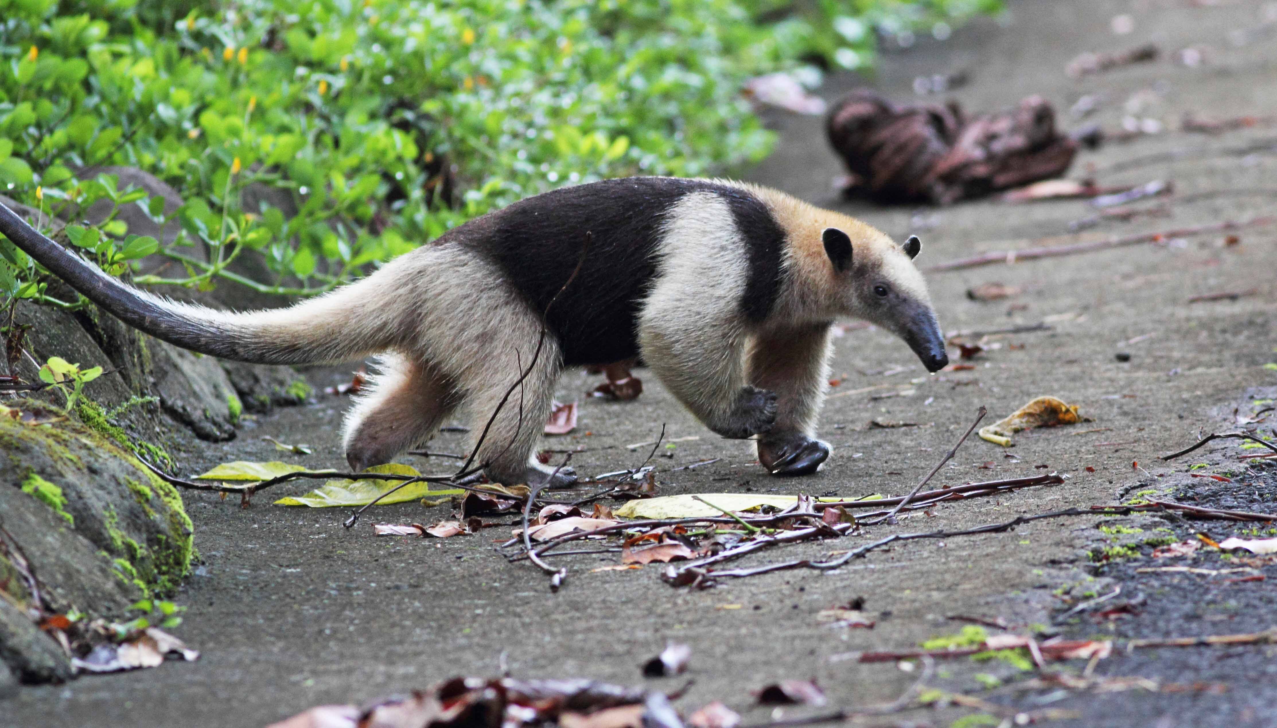 The Tough-Skinned Tamandua Is Hard as Nails 