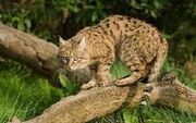 Asiatic Wildcat